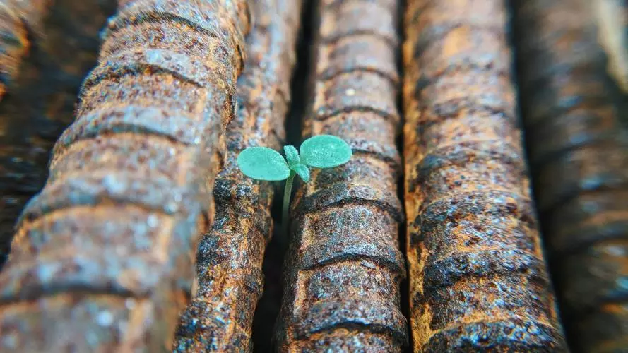 Photo of green sprout growing between railway bars.