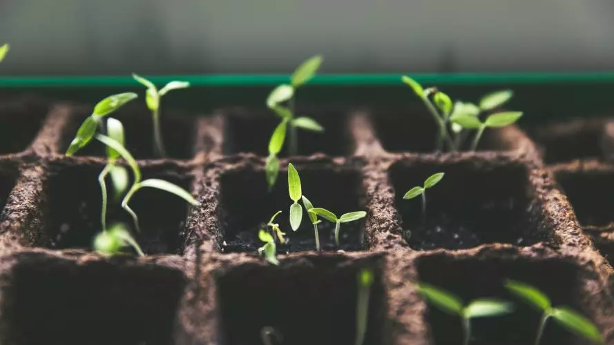 Selective focus photo of plant spouts