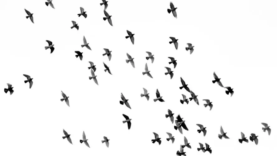 low angle photograph of flock of birds