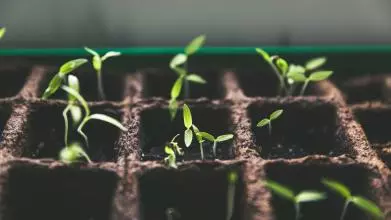 Selective focus photo of plant spouts