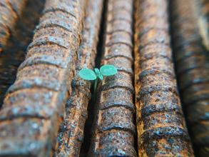 Photo of green sprout growing between railway bars.