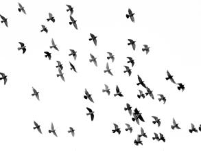 low angle photograph of flock of birds